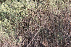 Lagonosticta rubricata