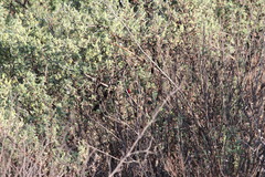 Lagonosticta rubricata