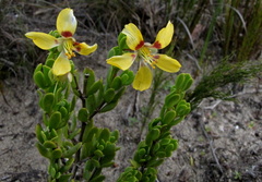 Roepera flexuosa