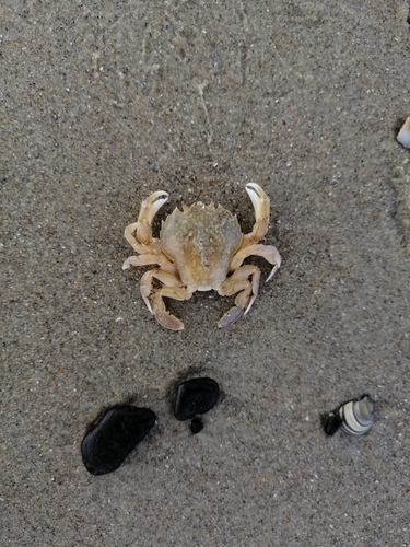 Pennant's Swimming Crab, Netherlands, photo 7 of 10