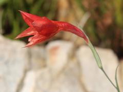 Gladiolus priorii