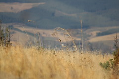 Cisticola aberrans
