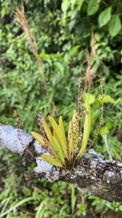 Stelis rubens