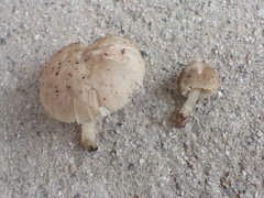 Pluteus plautus