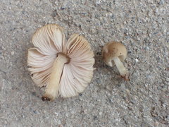 Pluteus plautus