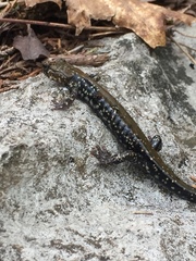 Plethodon petraeus