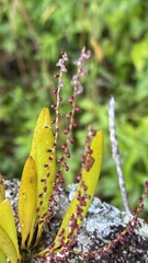 Stelis rubens