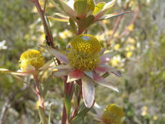 Leucadendron conicum
