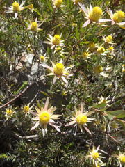 Leucadendron conicum