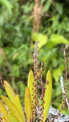 Stelis rubens