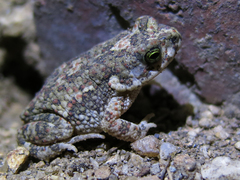 Poyntonophrynus fenoulheti