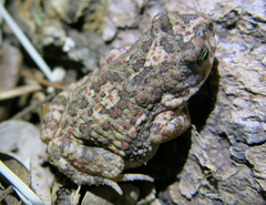 Poyntonophrynus fenoulheti