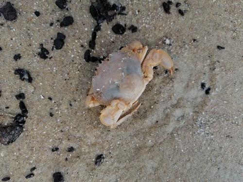 Flying Crab, Netherlands, photo 7 of 10