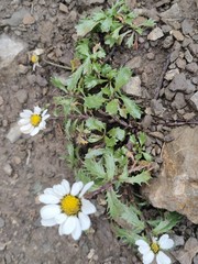 Leucanthemum halleri