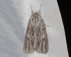 Acronicta lithospila