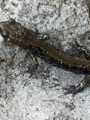 Plethodon petraeus