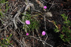 Oxalis polyphylla pentaphylla