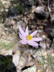 Cosmos palmeri