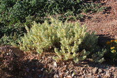 Atriplex lindleyi inflata