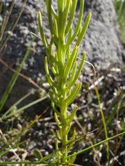 Thesium glomeratum