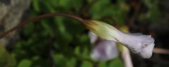 Oxalis commutata commutata