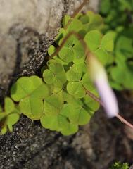 Oxalis commutata commutata