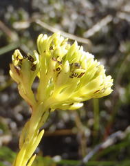 Thesium glomeratum