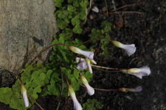 Oxalis commutata commutata