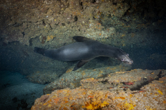 Galapagos Sea Lion photo 2