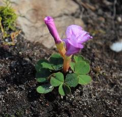 Oxalis eckloniana eckloniana