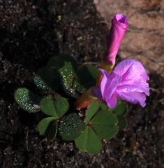 Oxalis eckloniana eckloniana