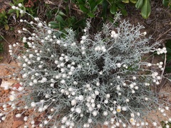Achyranthemum argenteum
