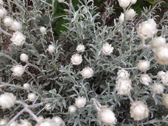 Achyranthemum argenteum