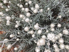 Achyranthemum argenteum