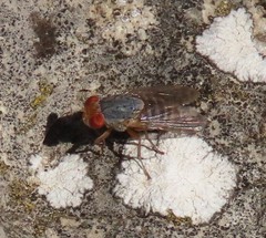 Prosopomyia pallida