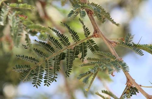 Red Acacia (Plants of the Hajar) · iNaturalist