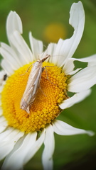 Crambus pratella