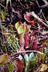 Heliamphora nutans