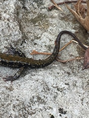 Plethodon petraeus