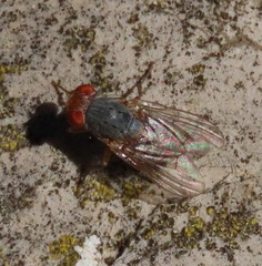 Prosopomyia pallida