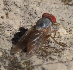 Prosopomyia pallida