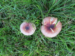 Russula puellaris