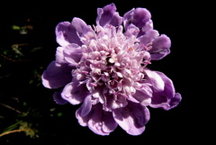 Scabiosa incisa