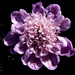 Beach Scabious - Photo (c) Gawie Malan, some rights reserved (CC BY-NC), uploaded by Gawie Malan