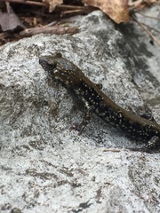 Plethodon petraeus