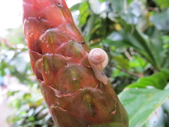 Bradybaena similaris image