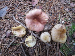 Russula puellaris