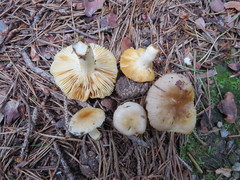 Russula puellaris
