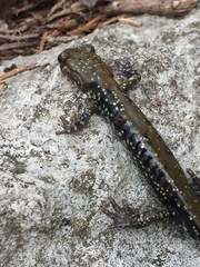 Plethodon petraeus