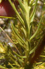 Thesium glomeratum